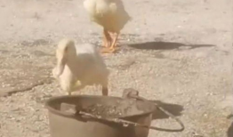 老鸭视频,揭秘短视频时代的魅力与挑战